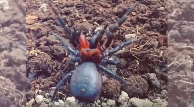 The mutant spider's unique colouring is beautiful and frightening. Source: YouTube/Mark Wong