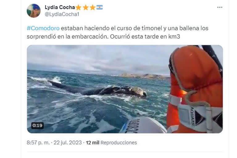 El video de la ballena que se acerca a un gomón en Comodoro Rivadavia fue subido por la periodista Lydia Cocha a su cuenta de Twitter y pronto se viralizó