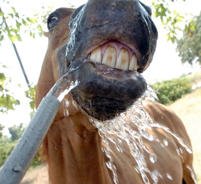A horse drinks cool water from a hose Thursday in Fort Smith, Ark. Pet and livestock owners are taking extra precautions in the extreme heat.