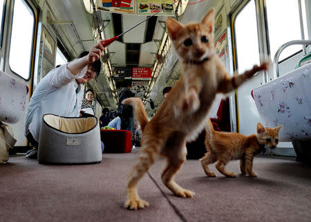 A passenger plays with cats, in a train cat cafe, held on a local train to bring awareness to the culling of stray cats, in Ogaki, Gifu Prefecture, Japan September 10, 2017. REUTERS/Kim Kyung-Hoon