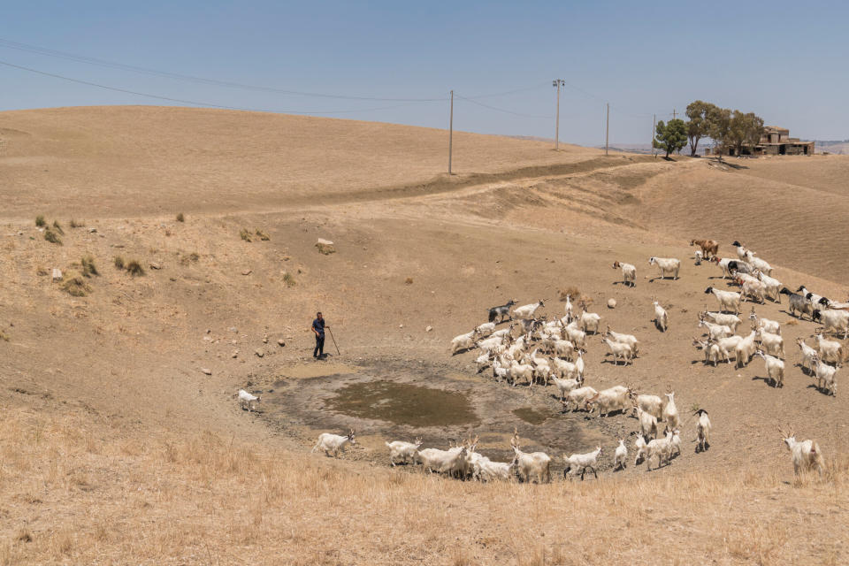 Un tanque de agua para vacas en Leonforte, Sicilia. Debido a la escasez de alimentos y agua provocada por la sequía, el ganado ha tenido que ser llevado al matadero. (Gianni Cipriano/The New York Times)