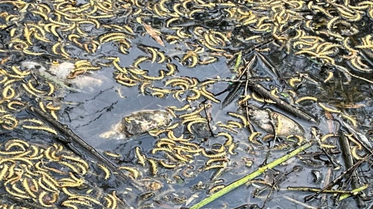 The bodies of dead fish are visible near the surface of the water Grenadier Pond in High Park. The city says it's investigating. (CBC - image credit)