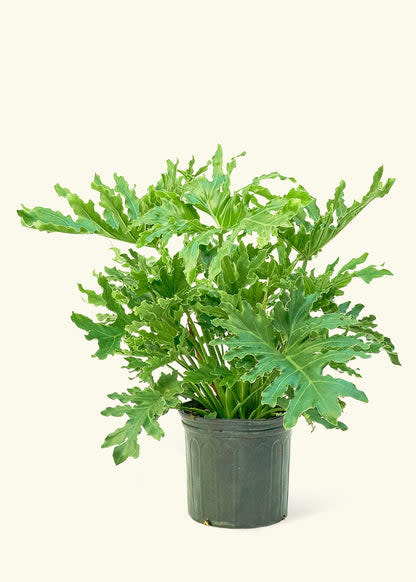 <p><a href="https://heyrooted.com/products/philodendron-lickety-splitz-philodendron-selloum-large" rel="nofollow noopener" target="_blank" data-ylk="slk:Shop Now;elm:context_link;itc:0;sec:content-canvas" class="link rapid-noclick-resp">Shop Now</a></p><p>Philodendron 'Lickety Splitz'</p><p>Rooted</p><p>$99.00</p>