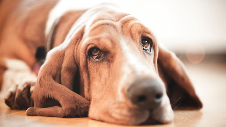 25. Basset Hound