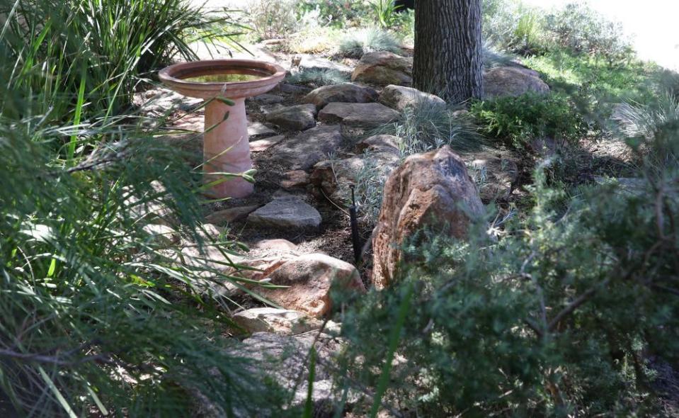 A bird bath positioned beneath a melaleuca tree provides drinking water for wildlife in the verge garden. Picture: Robert Duncan