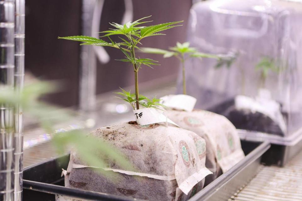 “If you want to grow great weed, it starts with genetics,” says James Bradley, who oversees cannabis production on the farm where the Eastern Band of Cherokee Indians is developing medical marijuana. Melissa Melvin-Rodriguez/mrodriguez@charlotteobserver.com