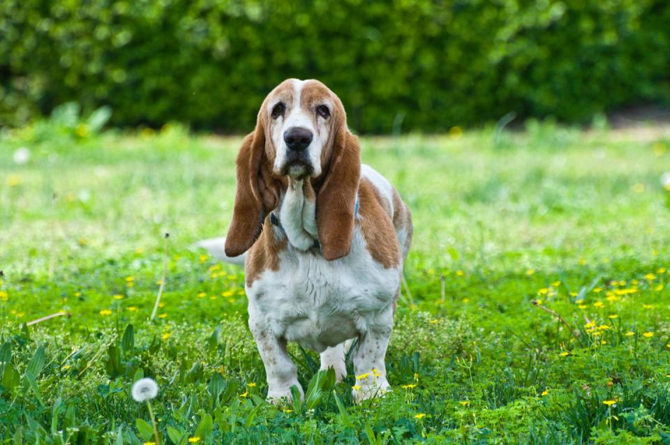 <p>As total couch potatoes, Basset Hounds love to lounge around — when they're not on a scent that is. Bonus: They're extremely patient with young children, making them a <a href="https://www.goodhousekeeping.com/life/pets/g5138/best-family-dogs/" rel="nofollow noopener" target="_blank" data-ylk="slk:great family pick;elm:context_link;itc:0;sec:content-canvas" class="link ">great family pick</a>.</p><p><strong>Weight: 40-60 pounds</strong></p><p><strong>RELATED: </strong><a href="https://www.goodhousekeeping.com/life/pets/g4837/laziest-dog-breeds/" rel="nofollow noopener" target="_blank" data-ylk="slk:15 Lazy Dog Breeds That Love the Sofa as Much as You Do;elm:context_link;itc:0;sec:content-canvas" class="link ">15 Lazy Dog Breeds That Love the Sofa as Much as You Do</a></p>