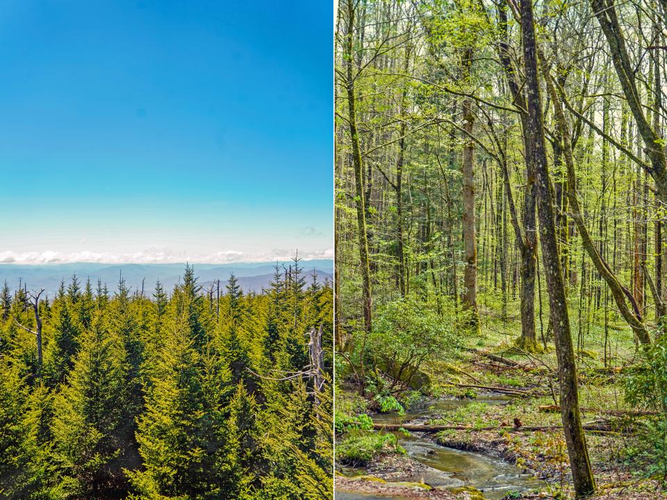 Plant life in the Great Smoky Mountains.