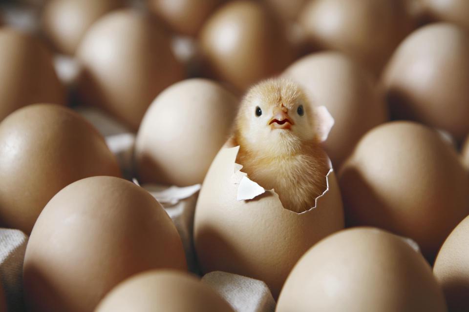 Chick hatching from egg on egg tray