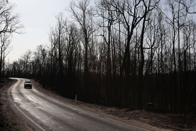 A car is driven through a bushfire affected area on the Bruthen-Buchan Road near Buchan in Victoria, Australia