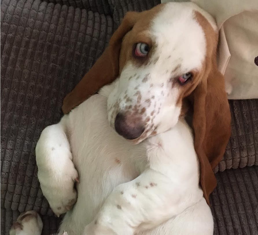 Just a bunch of pictures of basset hounds, Earth’s floppiest dog