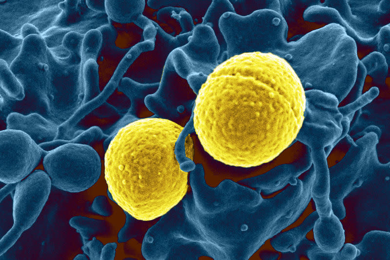 Staphylococcus aureus