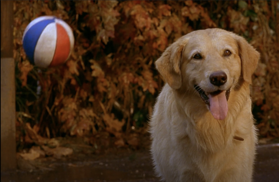 17) Air Bud