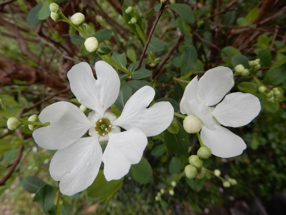 Pearl-bush blooms in early spring.