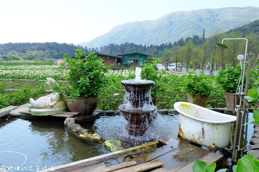 陽明山｜頂湖環狀步道、花谷海芋園