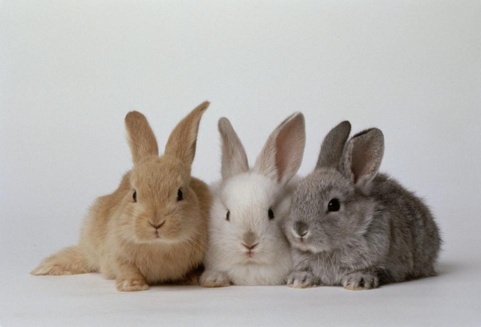 These cute bunny names will keep you hopping with joy!