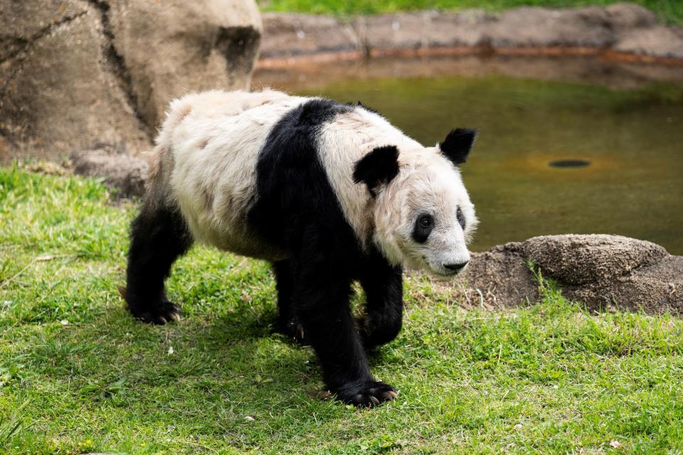 Ya Ya at the Memphis Zoo.