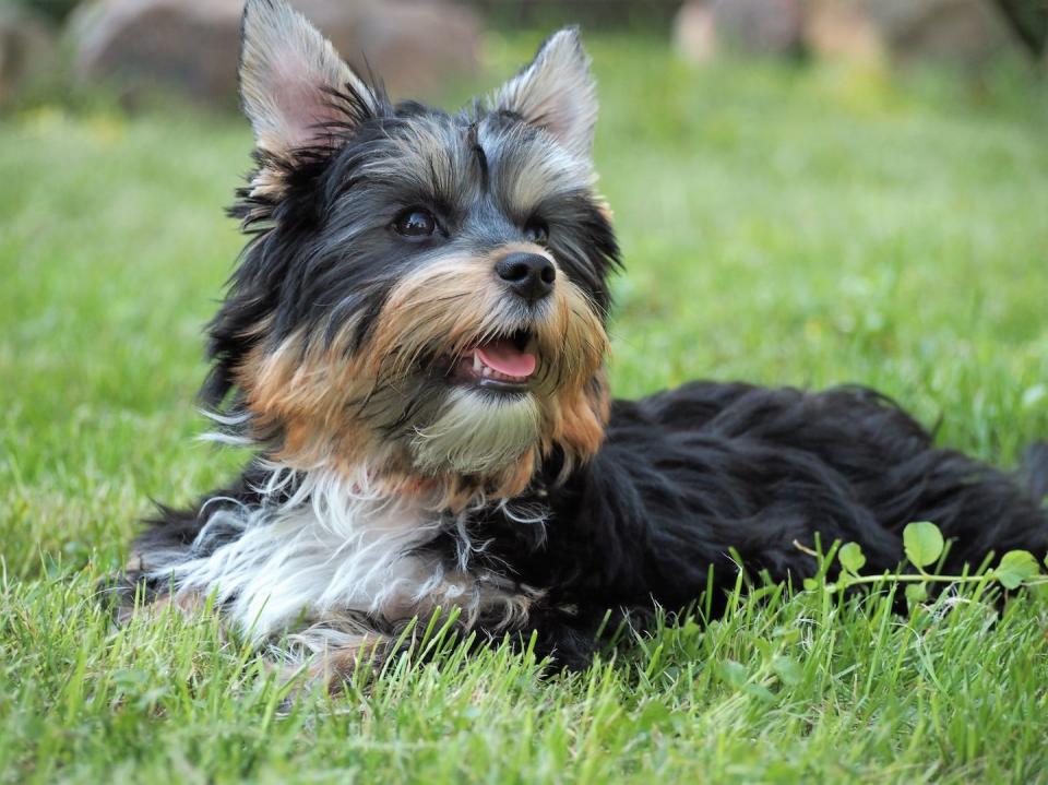 Yorkshire Terrier