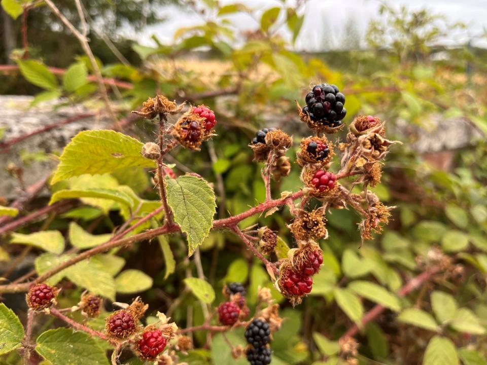 Blackberries are among the foods that can be foraged on the estate (Emily Beament/PA)