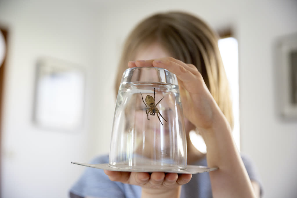 Au mois de septembre, les araignées sont bien plus visibles dans les maisons. (Photo : Getty Images)