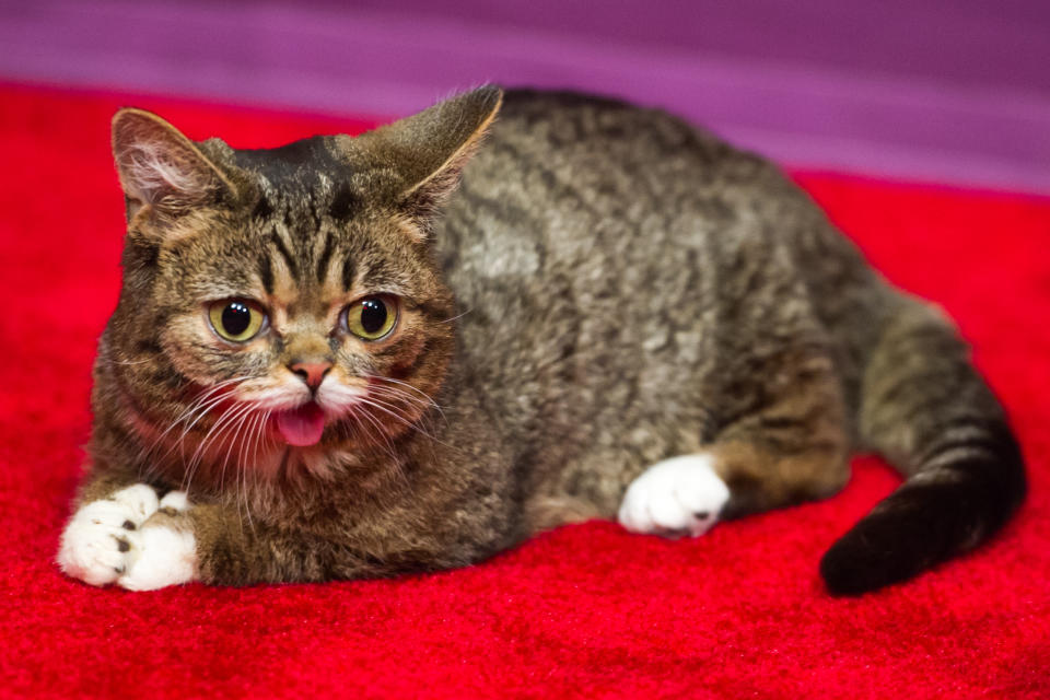 NEW YORK, NY - APRIL 18:  Celebrity internet cat Lil Bub attends the screening of "Lil Bub & Friendz" during the 2013 Tribeca Film Festival at SVA Theater 1 on April 18, 2013 in New York City.  (Photo by Michael Stewart/WireImage)