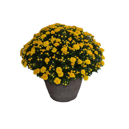 Garden Mum Planter