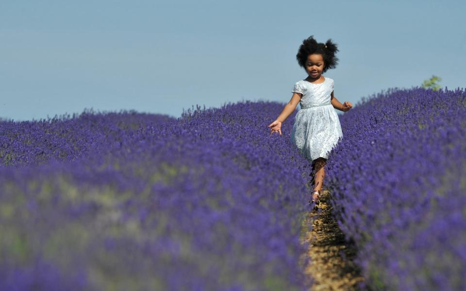 A child walks through Cotswold Lavender Farm - Mikal Ludlow Photography 