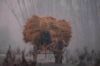 <p>Ein Mann auf einer mit Heu beladenen Kutsche an einem kalten Wintermorgen im indischen Srinagar. (Bild: Danish Ismail/Reuters) </p>