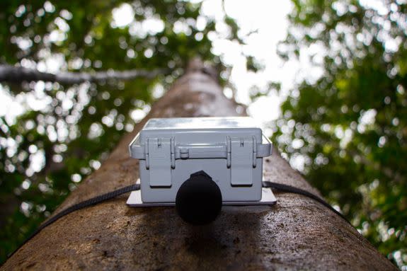 A bioacoustic device strapped to a tree in Berau, Indonesia.