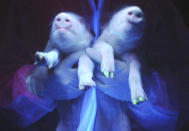 Two transgenic pigs are irradiated under ultraviolet radiation showing their green fluorescence protein (GFP) feature at a hogpen in Harbin, northeast China's Heilongjiang province December 26, 2006. China's first three transgenic pigs were bred successfully, China Daily reported. CHINA OUT REUTERS/China Daily (CHINA)