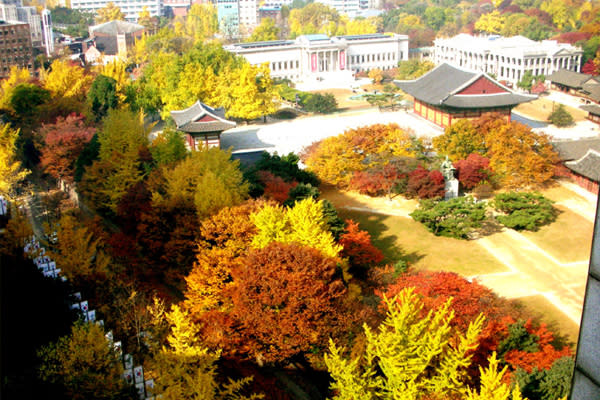 三清洞銀杏道點綴古老宮殿與城市。(圖片來源／hanyangdosung）