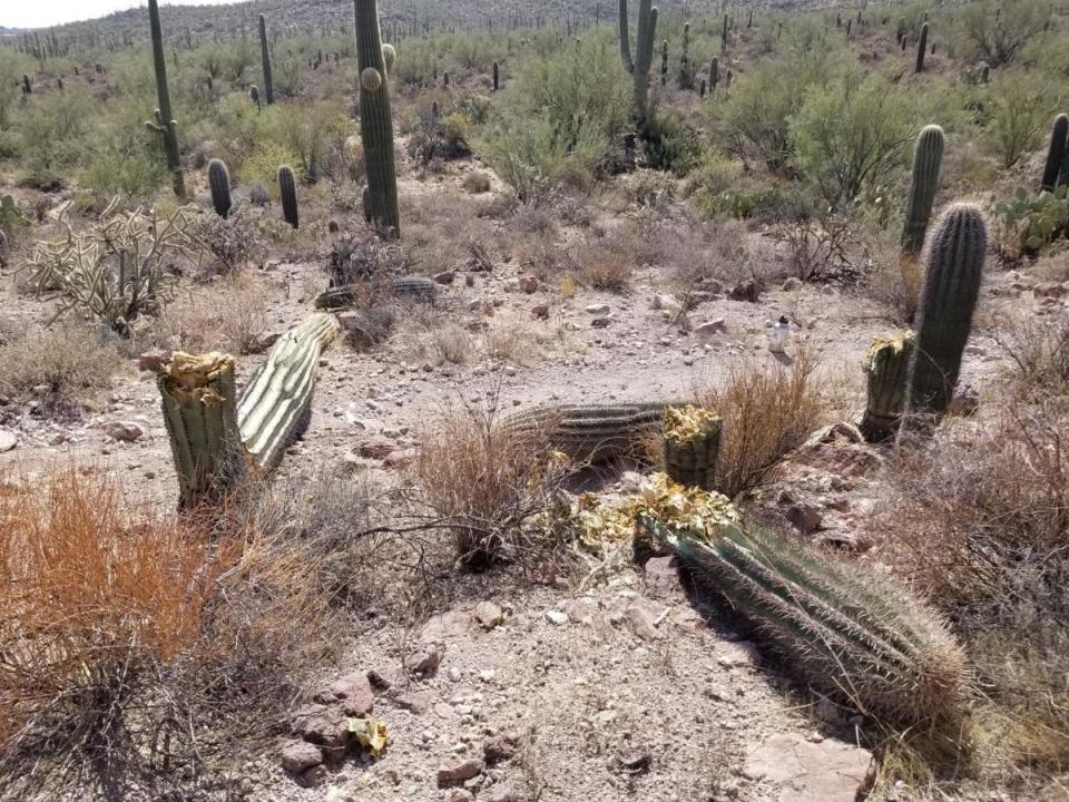 actus damaged at sagurao park