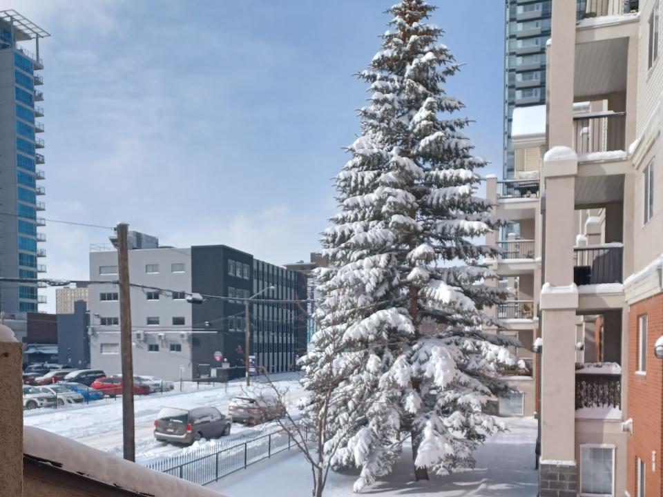 Snowy tree in front of apartment building in Canada