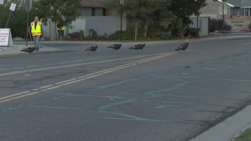 A woman in a fluorescent safety vest with a stick herds a gaggle of turkeys across the road in the evening