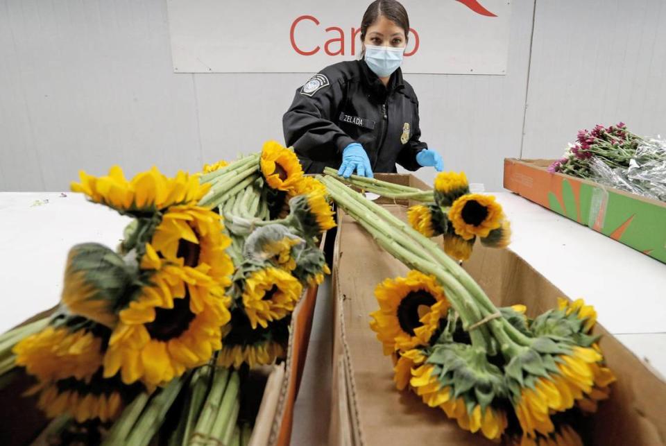 Agent Skarlette Zelada, an Agriculture Specialist with U.S. Customs and Border Protection, inspects imported flowers from Ecuador for harmful pests at Miami International Airport on Thursday, February 11, 2021 as final shipments arrive for Valentines Day. MIA receives 89 percent of all U.S. flower imports by air a total of 240,162 tons valued at $1.1 billion in 2019. In 2020, the peak season from January 1 to February 15 alone brought 1.1 billion stems through MIA. Despite the pandemic, MIA expects a similar number of imports this year.