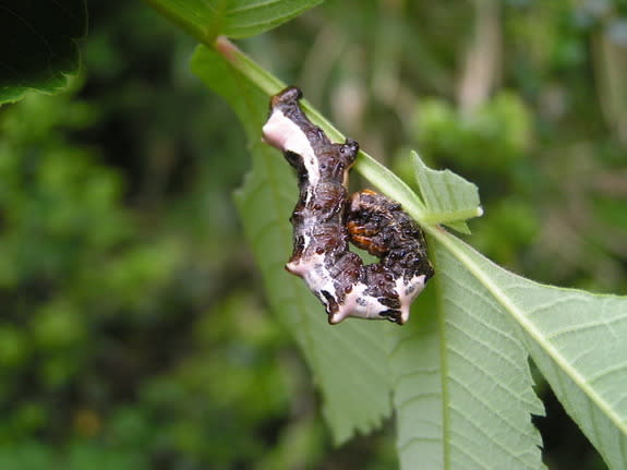 Once uncurled, <i>Apochima juglansiaria</i> looks less like bird poop and more like a caterpillar, making it an easy target for hungry birds.