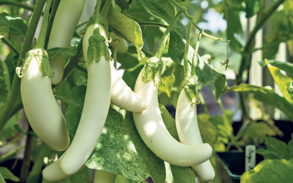 Getting ready for autumn’s arrival: use up aubergines and squash in stews and starters - Alamy