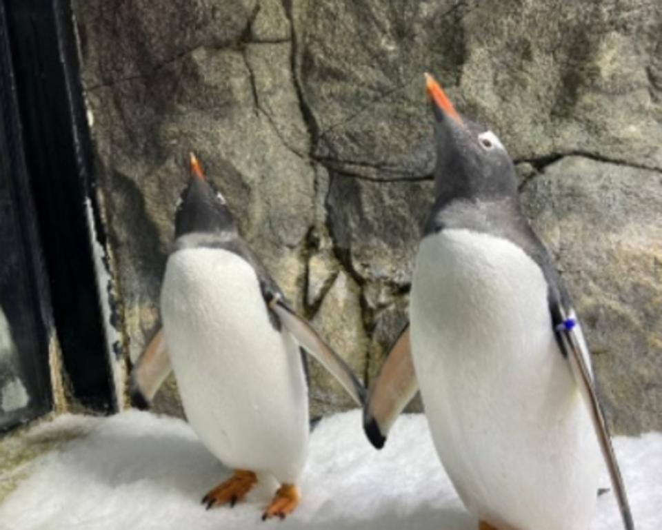 A penguin who made headlines for having a same-sex relationship with someone at the Sydney Aquarium has died. Image: provided.