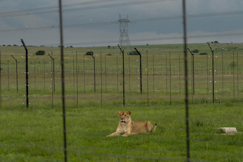 A rescued lion sits in a secure enclosure at the Defender International Wildlife Sanctuary in Winburg, South Africa, Tuesday Jan. 21, 2020. Seventeen rescued tigers and lions from Guatemala circuses arrived at the Sanctuary after a 40-hour-long journey. (AP Photo/Jerome Delay)