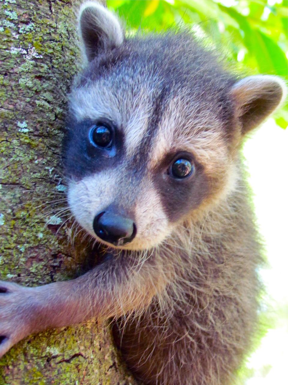 Never handle baby raccoons or other possible rabies vectors. Call St. Francis Wildlife.