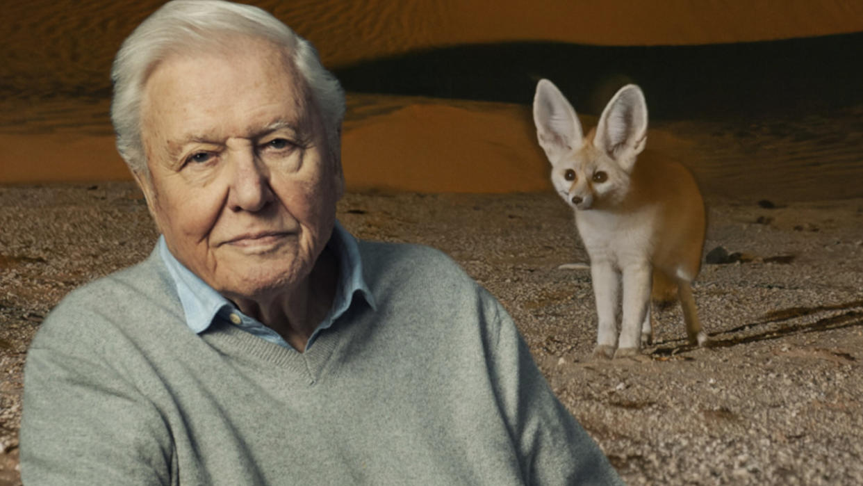 David Attenborough's new show Mammals featured rare footage of fennec foxes. (BBC Studios)