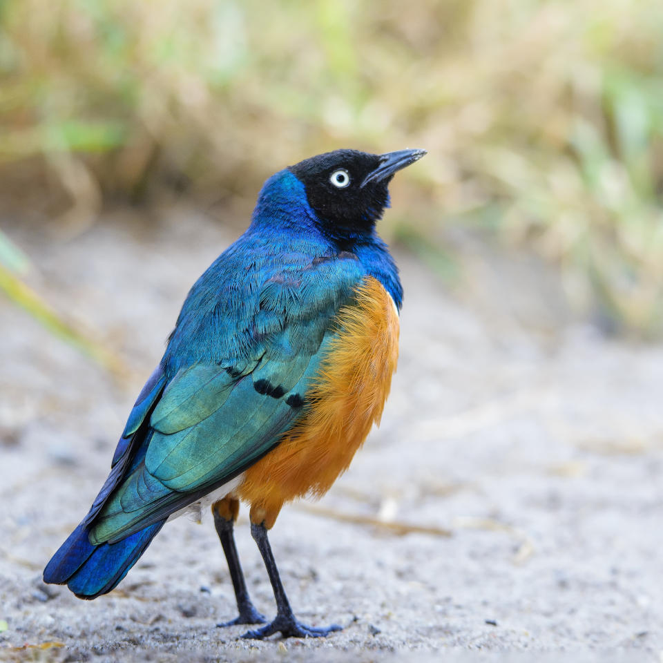 Close up portrait of a blue and orange vibrant-colored Superb Starling at the Tarangire National Park, Tanzania.