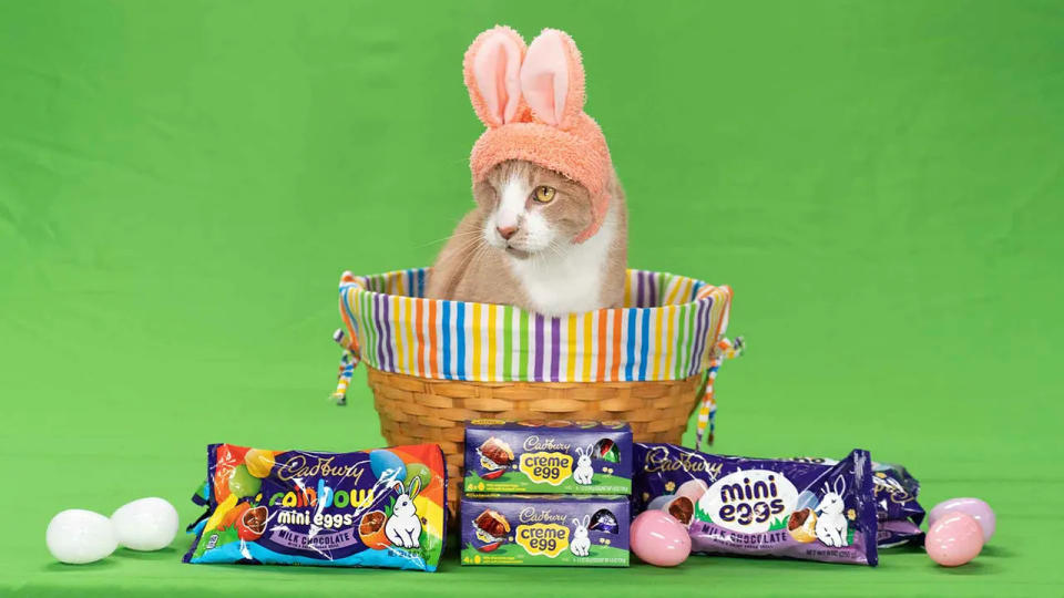 Rescue Cat Wins Cadbury Bunny Award