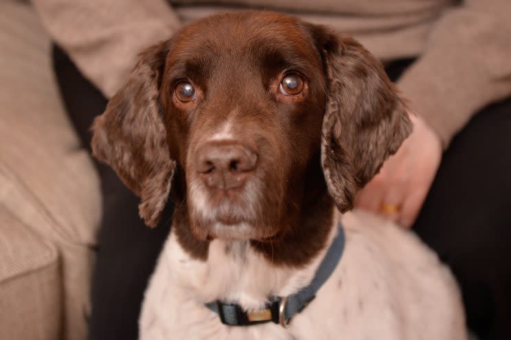 A faithful dog lay by her owner’s body for five hours, refusing to leave, after he died during their evening walk.