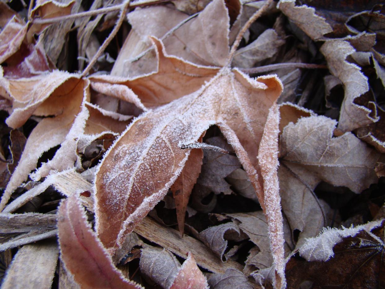 Frosty leaves adorn the forest floor near one of the trails of the Crawford Park District in autumn of 2021.