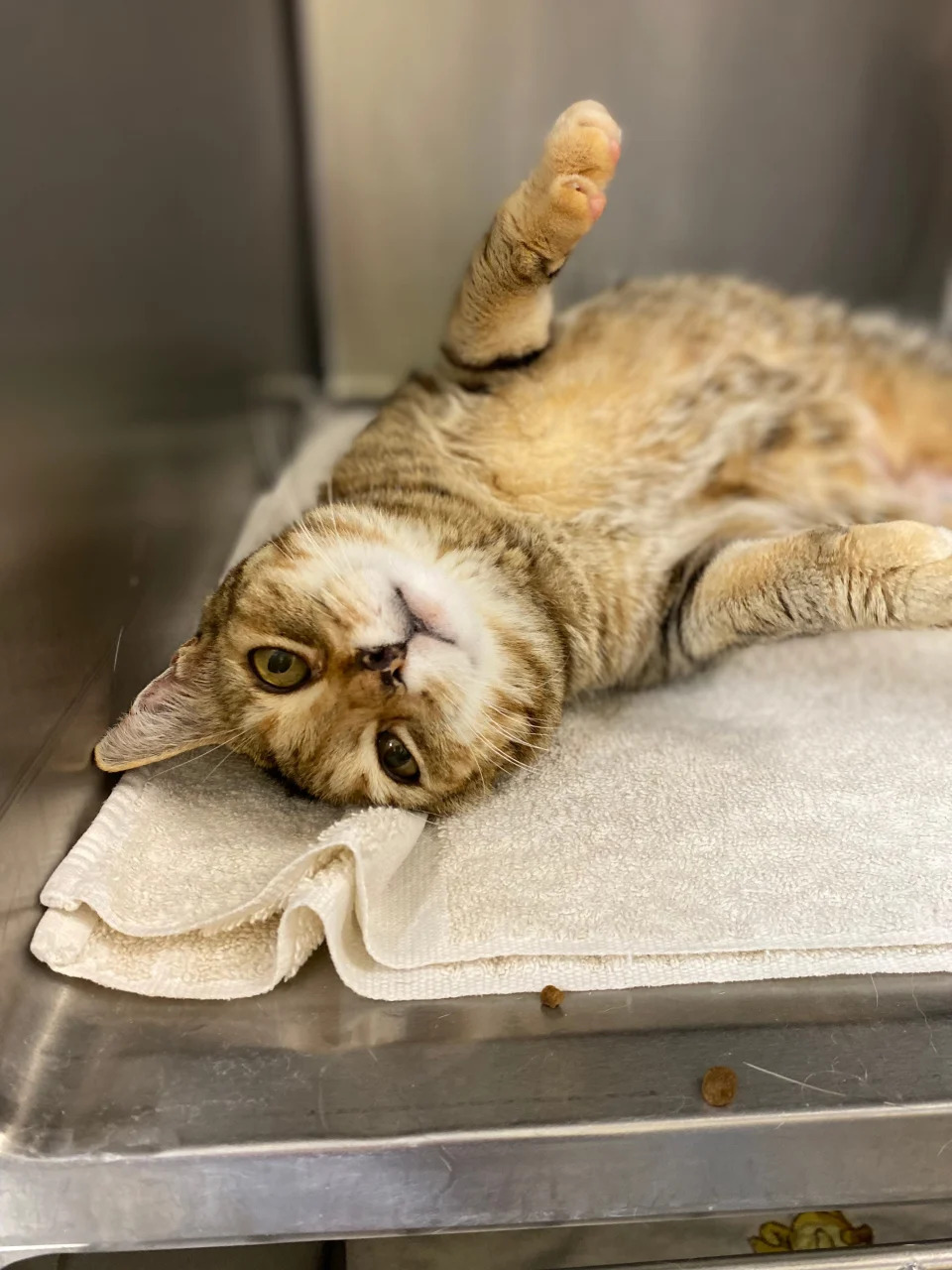 Harriet, a cat who went missing nine years ago in California. She was found on Sept. 19, 2022 in Idaho and taken to a shelter, where she was scanned for a microchip. The shelter was able to contact her owner, Susan Moore.