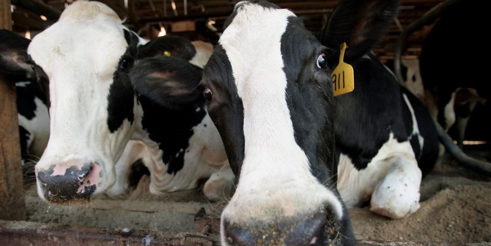 500 acre dairy farm milks 110 cows