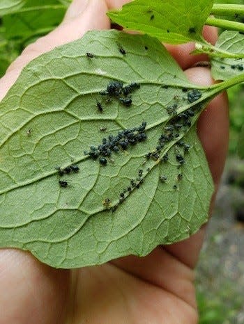 The underside of a garlic mustard leaf infested with garlic mustard aphids.