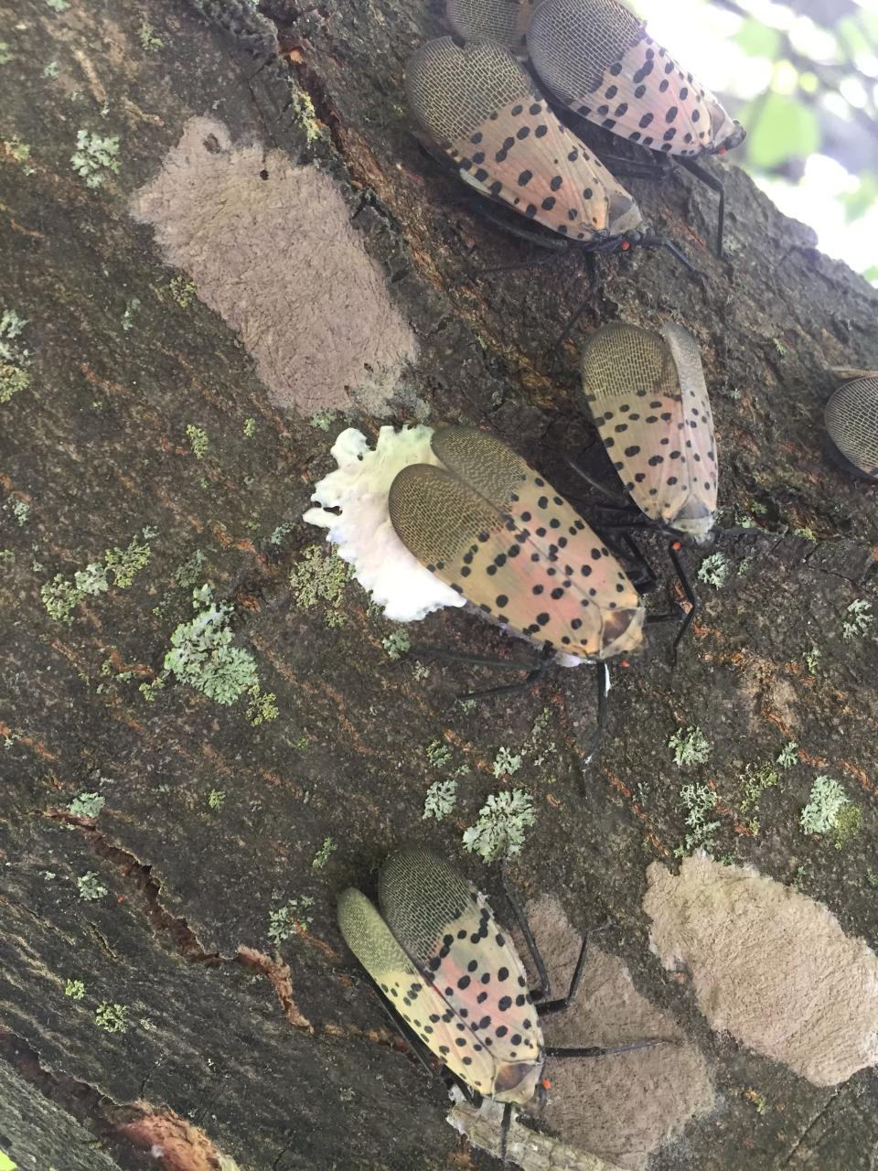 Adult spotted lanternflies cover the eggs with a white secretion that protects the eggs from parasites, predators and weather.