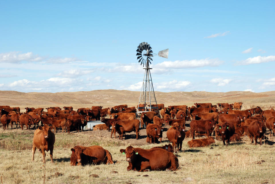 In this photo provided by Charlie Wilson, a herd of Red Angus cattle stay close to a watering hole at the Wilson ranch Wednesday, June 27, 2012, near Lakeside, Neb. Across the country, more than 900 heat records have been broken in the past week. If the forecasts hold, an intense heat wave gripping the center and western portion of the country could mean more will fall. (AP Photo/Courtesy Charlie Wilson)